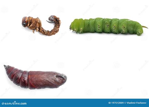 Life Cycle Sphinx Moth Pupa