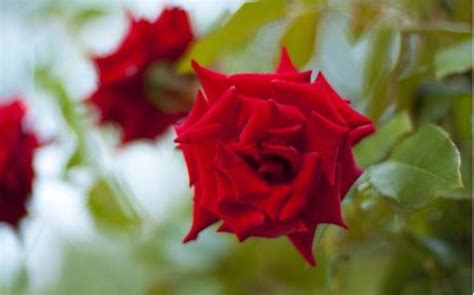 玫瑰花的外形描写简单,红玫瑰花的外貌描写,玫瑰花的外形特点描写_大山谷图库