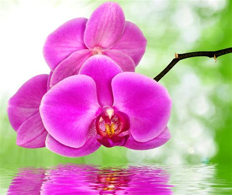 #843414 Orchid, Closeup, Colored background, Pink color - Rare Gallery ...
