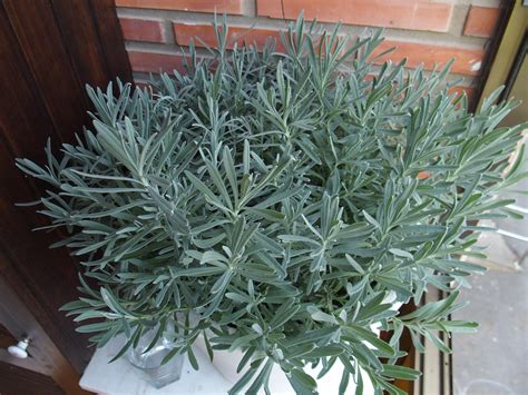 When Do Lavender Flowers Bloom: A Seasonal Guide for Gardeners and ...