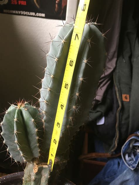Stenocereus Pruinosus Gray Ghost Organ Pipe Cactus 8 Inches Fast Growing Organ Pipe Fruit Can Be ...