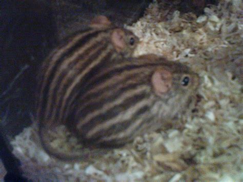 gebe Grasstreifenmäuse ab in Linsengericht/altenhasslau | Tiere ...