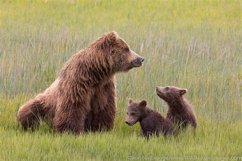 Grizzly Bear Sow with Cubs | Photos by Ron Niebrugge