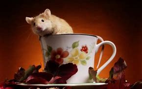 Image result for Good Morning Mouse