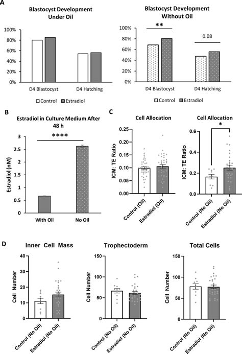 Image result for Mouse Embryo Development