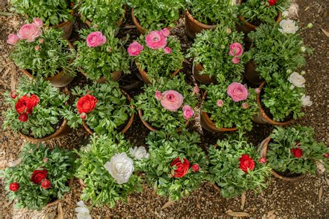 Growing Ranunculus in Pots: A Simple Guide — Meadowlark Journal