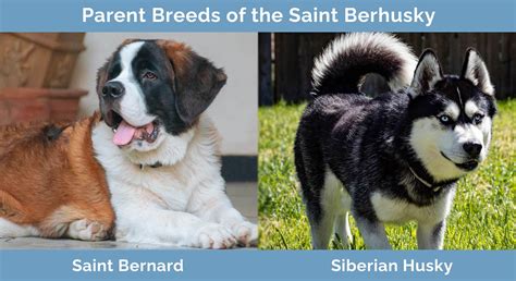 Saint Bernard Husky Mix 15 Saint Bernard Mixes: Info, Pictures