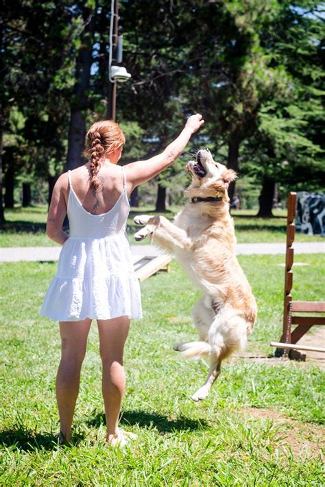 Tricks and Train Paws Party, Haig Park Paws Party, Canberra, 29 June ...