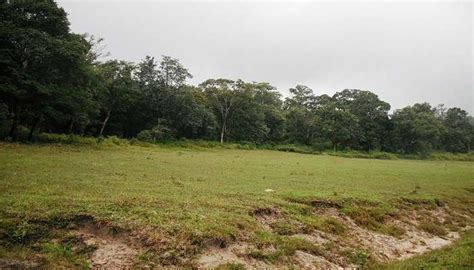 Wayanad Wildlife Sanctuary In Kerala For An Ultimate Tiger Safari