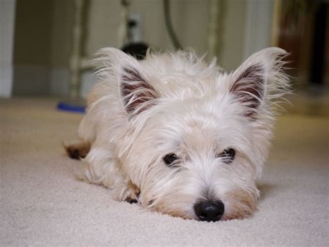 Westies - so much personality. | Westies, Terrier, Animals