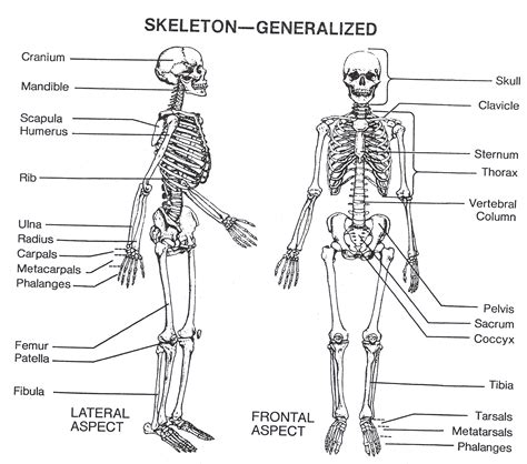 Skeletal System | Skeletal system anatomy, Human skeletal system, Human skeleton labeled