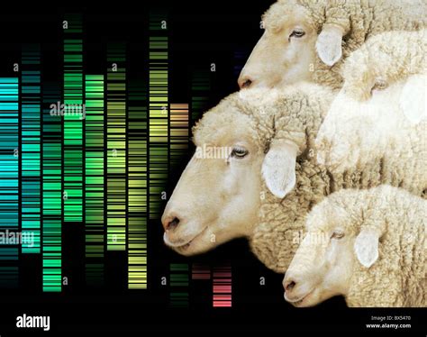 Genetic Engineering Animals 的图像结果