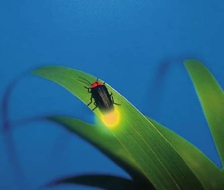 萤火虫为什么会发光？ 萤火虫的寿命有多长？|萤火虫|为什么-知识百科-川北在线