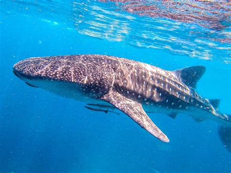 Swimming with Whale Sharks in the Philippines