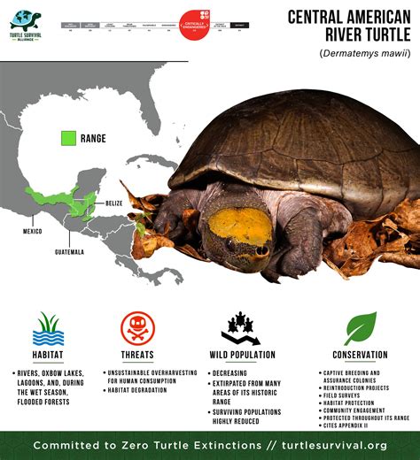 Central American River Turtle - Turtle Survival Alliance