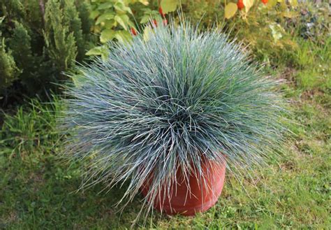The 12 Best Perennial Ornamental Grasses - A-Z Animals