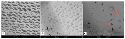 Termite Resistance of a Fast-Growing Pine Wood Treated by In Situ ...