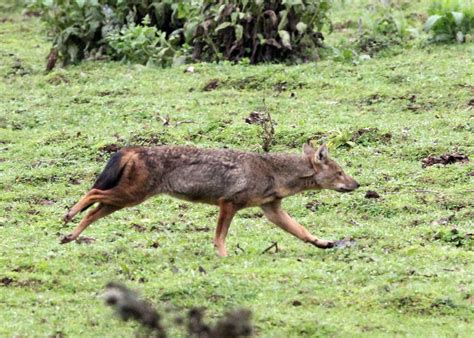Genus Lupulella African Jackals — Coke Smith Wildlife