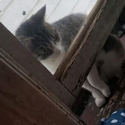 Image result for Badder Mod in Minecratf Java