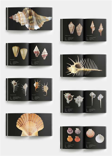 Image result for Seashell Collection