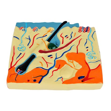 Image result for Skin Tissue Texture Mapping