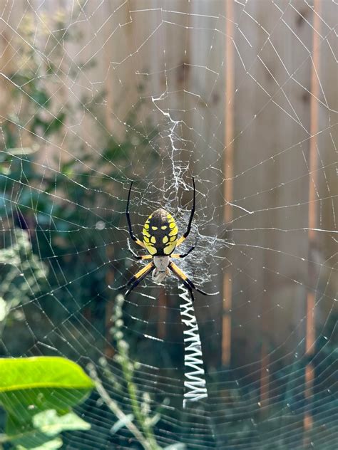 Barbara went missing for a day and seems to have been replaced with a skinnier spider. Did ...