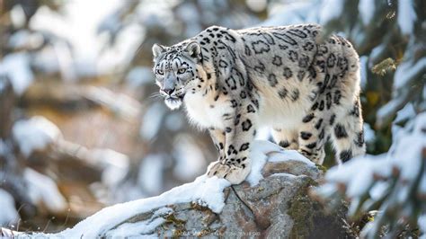 145 Fun Facts About Snow Leopards That Will Amaze