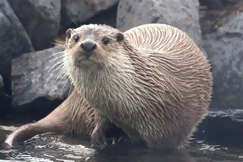 Wild animals thrive in DMZ zone between North and South Korea, rare ...