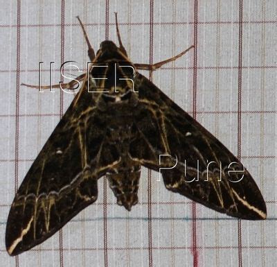 Ramana Athreya @ IISER-Pune : Sphingid Species Notes