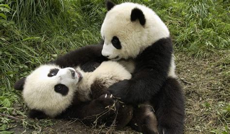 Image result for Panda Example in Python