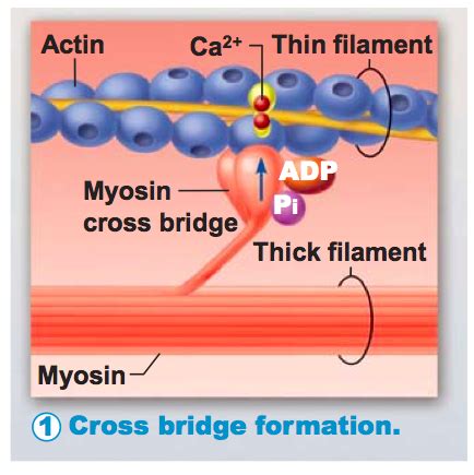 Crossbridge Model of Muscle Contraction 的图像结果
