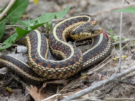 Image result for A Snake Using a Computer