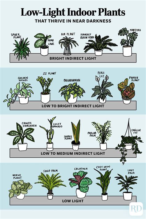 Best Indoor Plants For Low Light Australia | Shelly Lighting