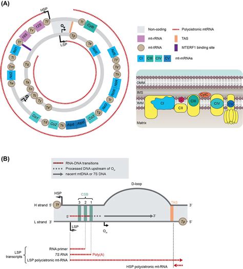 Image result for Example of mtDNA