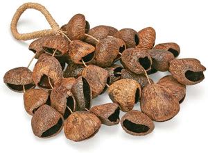 Sarveda Pangi Seed Shell Rattle Shaker Percussion Price in India - Buy ...