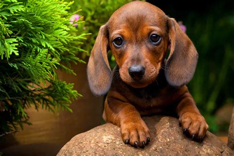 Top 10 Dachshund Breeders In North Carolina You Will Love