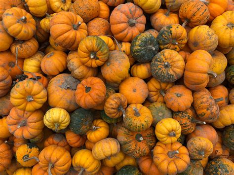 Image result for IPhone 8 Camera Features