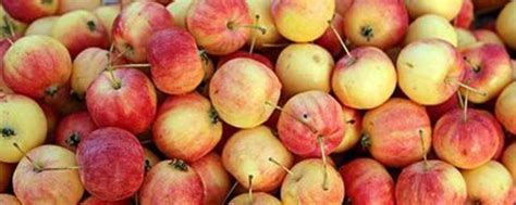 guava是什么水果 - 业百科