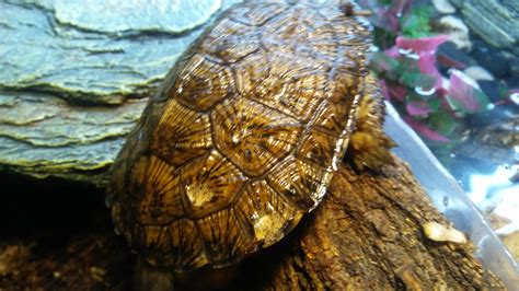 Image result for Unhealthy Turtle Shell
