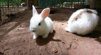 Image result for Tall and Short Bunnies