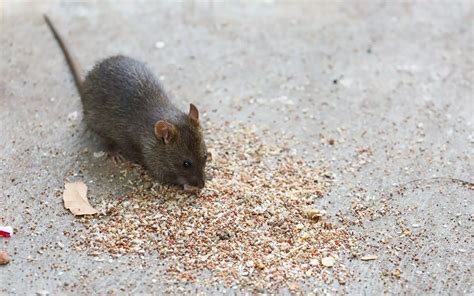 Oh Rats! In Addition To 2 Cr Humans, Now There's A Rat Population ...