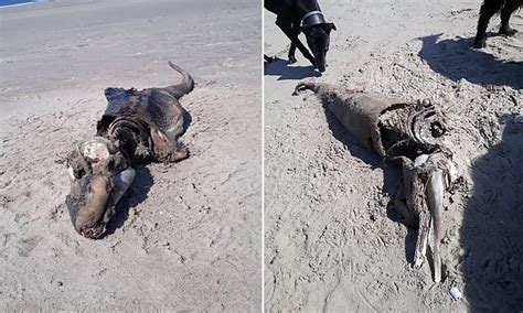 Image result for Alien Carcass