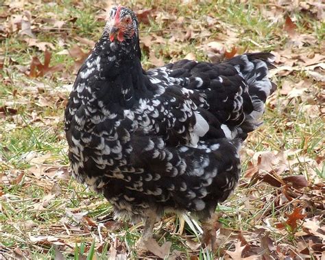 Image result for Black Java Chicken Chicks