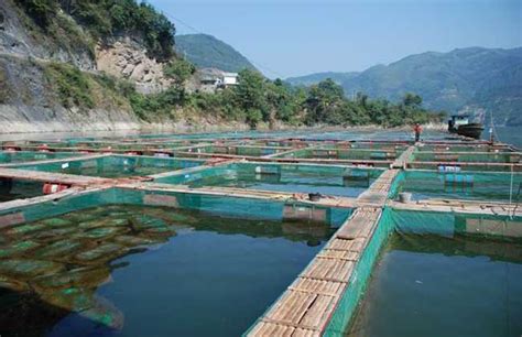 河道养鱼技术 - 养鱼技术 - 黔农网