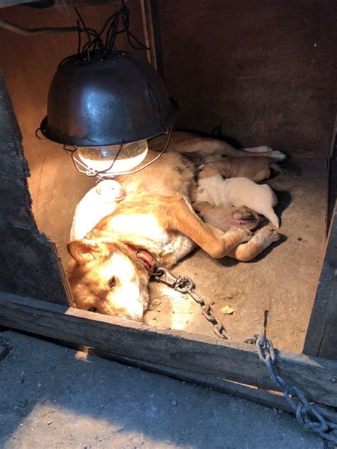 Image result for Dogs Getting Slaughtered