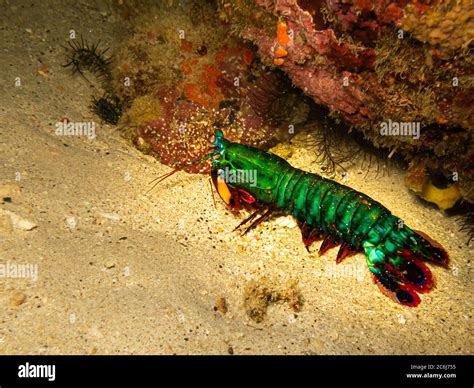 Rainbow Mantis Why The Rainbow Mantis Shrimp Is Now YOUR New Favourite