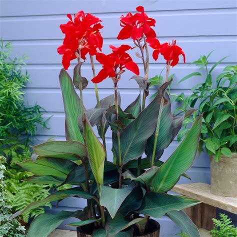 Canna Lily Care: How To Plant And Grow These Tropical Gems