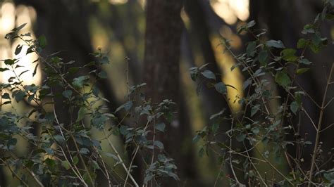 Petition · Vaccine depot is habitat for various fauna and homes diverse ...