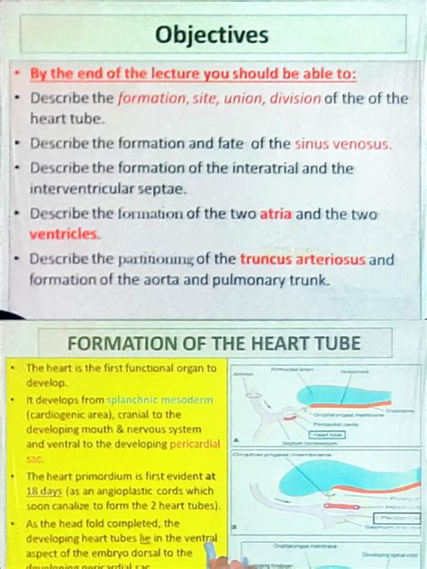Image result for Heart Development Process