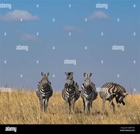 Herd Of Zebras Stock Photos & Herd Of Zebras Stock Images - Alamy